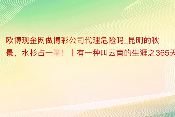 欧博现金网做博彩公司代理危险吗_昆明的秋景，水杉占一半！丨有一种叫云南的生涯之365天